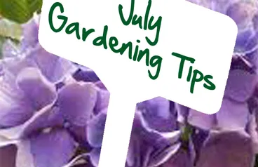 July gardening tips by Reg Moule